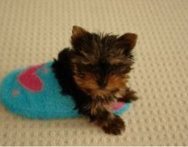 Examples of the best pet service and product business ideas